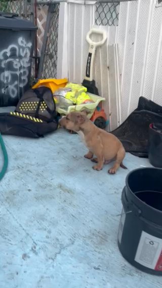 2 Micro Bully(Male) 2x Big La 4x bape 6x Paintball‼️‼️
