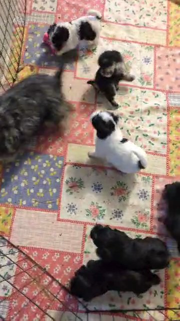 HAVAPOO PUPS BORN NOV 04