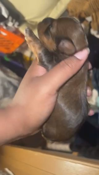 Male YorkiePoo