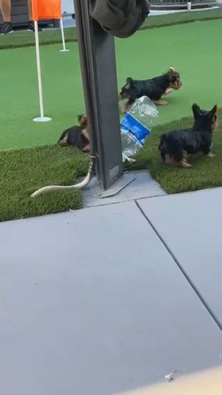 Yorkie Boy
