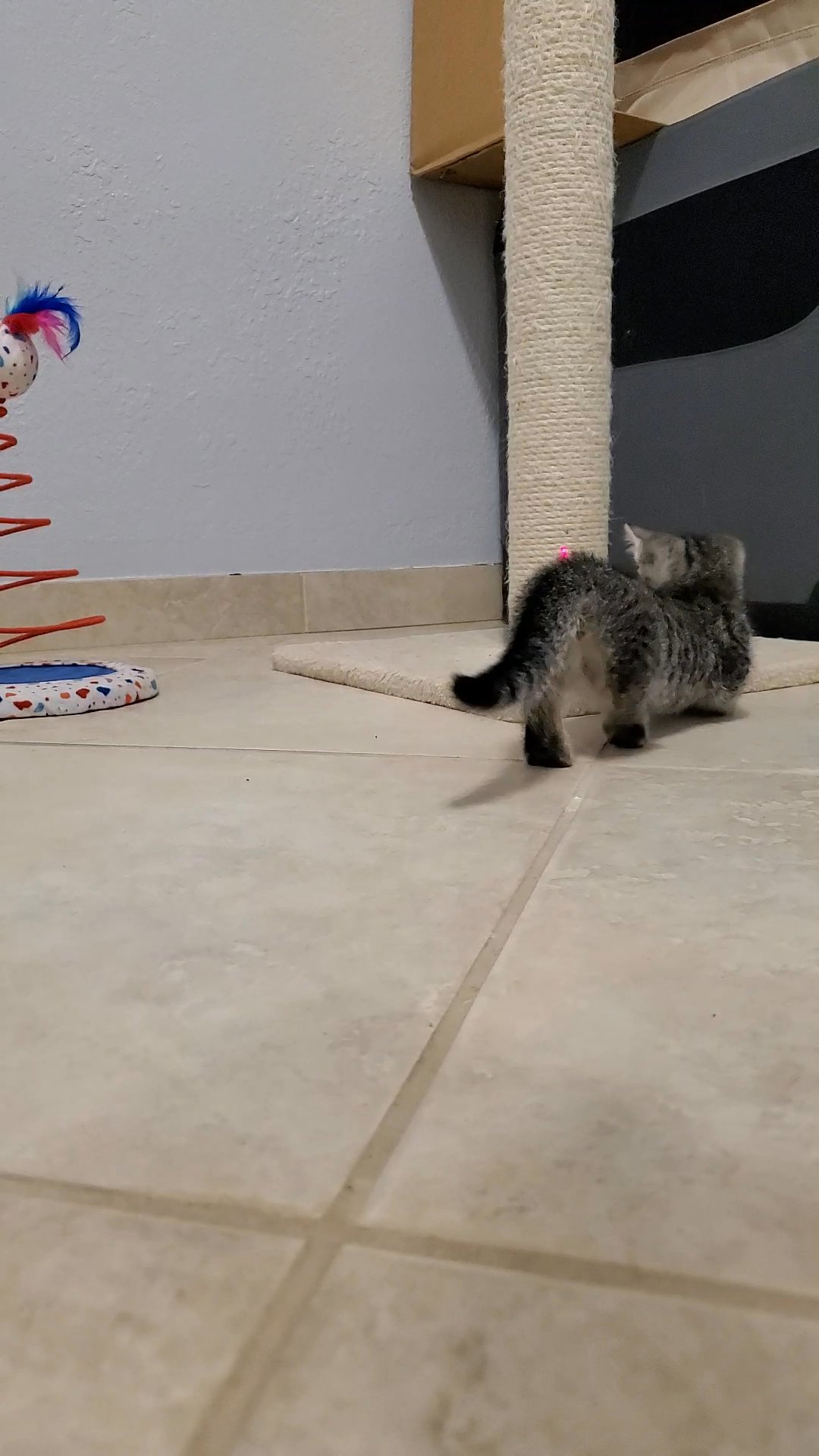 Munchkin Kittens