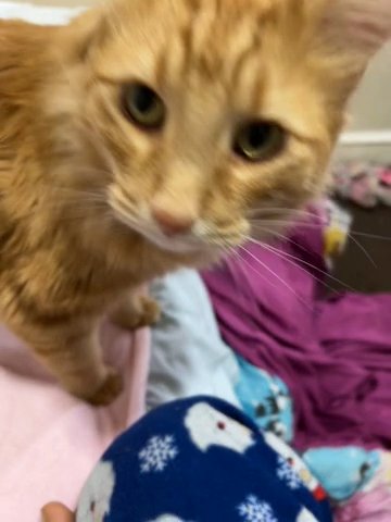 Persian female, orange cat in Coatesville, Pennsylvania