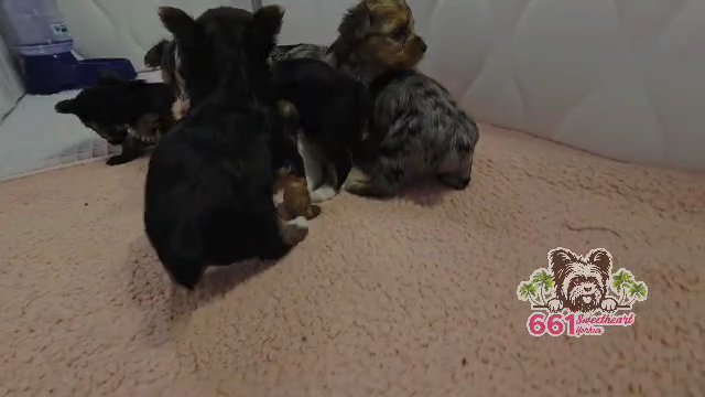 Yorkies