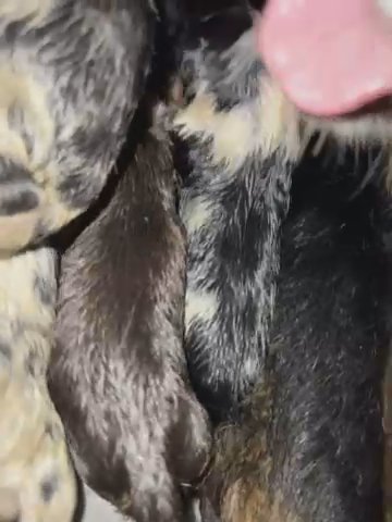 Australian Shepherds