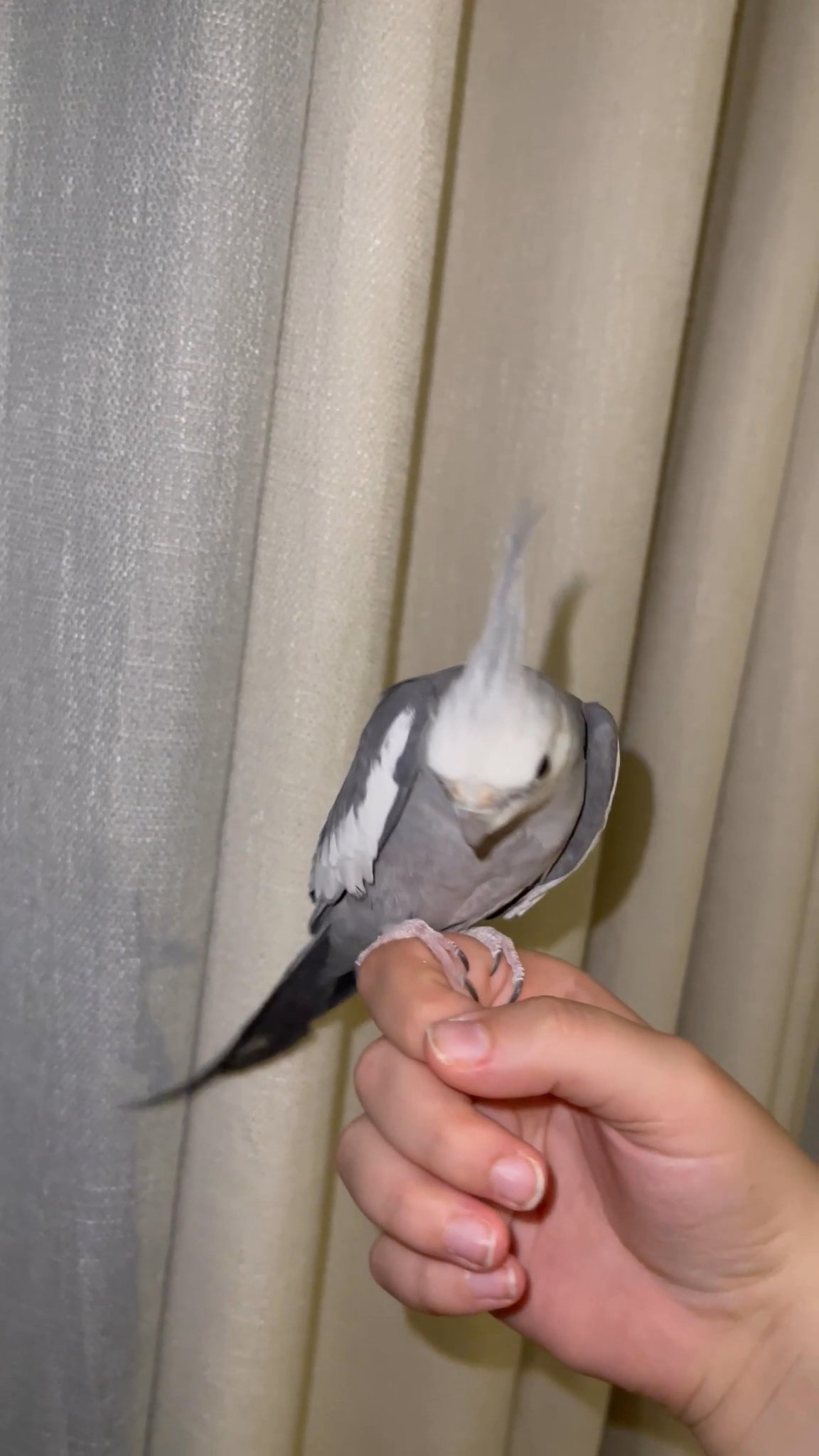 TWIN WHITE FACE COCKATIELS (MALE+FEMALE)