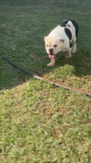 English Bulldog Male
