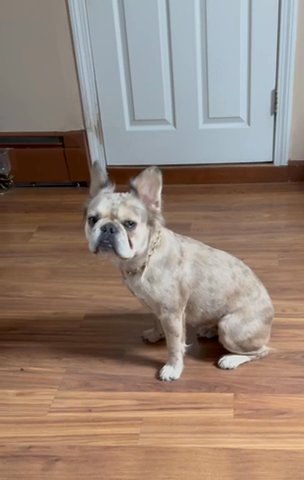 Fluffy French Bulldogs In Spring