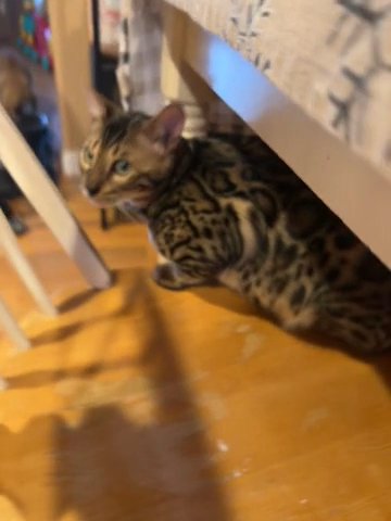 Bengal Kitten