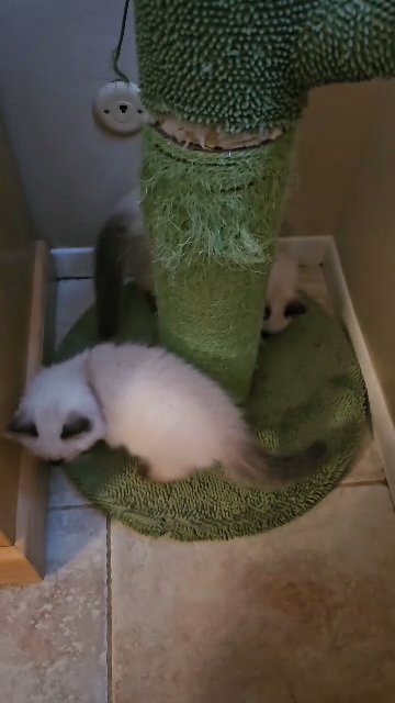 p  Ring Around the Cactus
