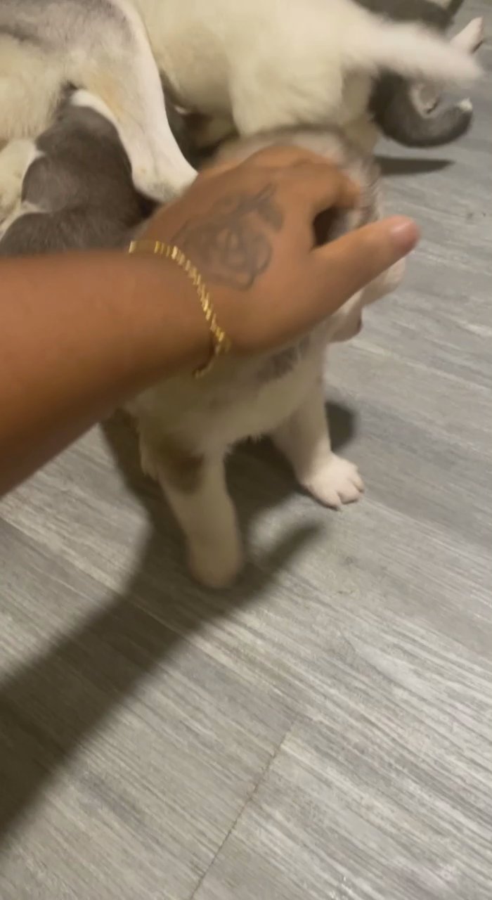 Huskies come shop