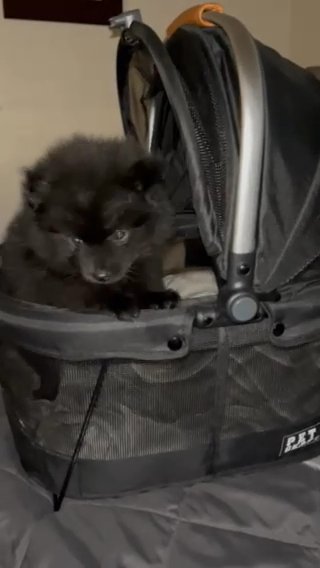 ? Adorable Black Pomeranian Puppy
