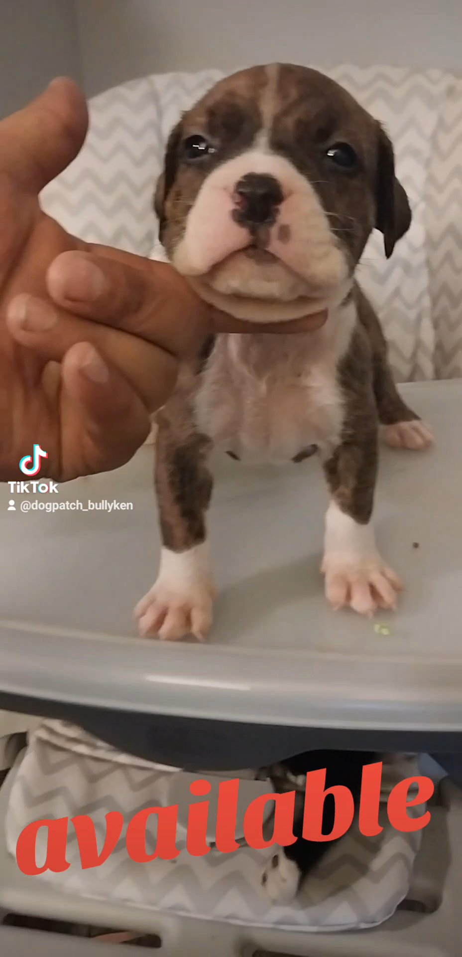 American bully standard