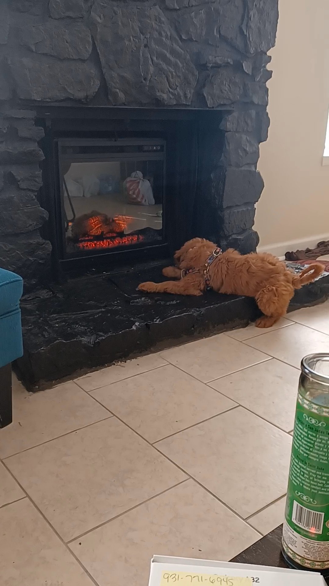 Trained Red Golden Doodle 18 weeks