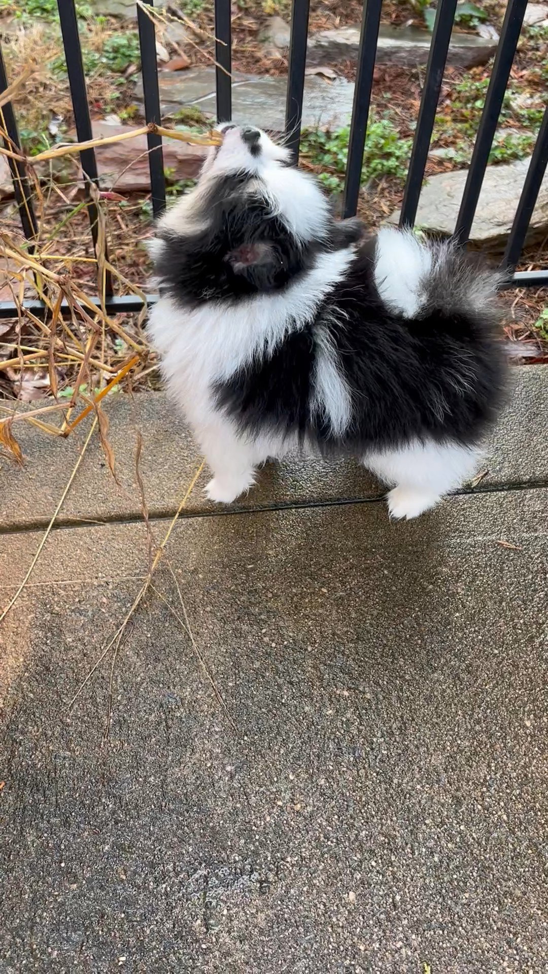 Teacup Pomeranian puppy for sale
