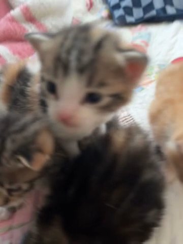 Kittens