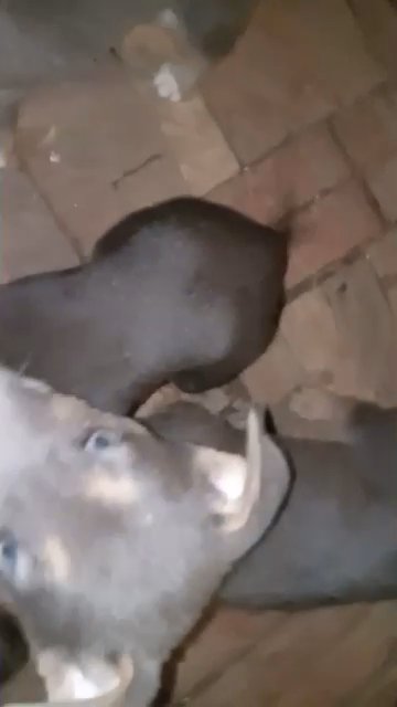 7 puppies for sale