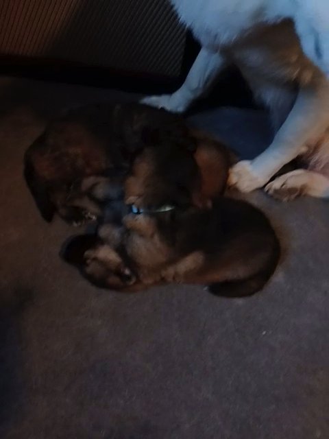akc registered German shepherds