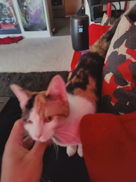 Beautiful, affectionate Calico 7mo kitten for adoption