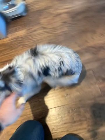 Aussie Shepherd Toy