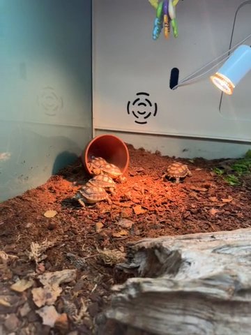 Baby Sulcata Tortoise