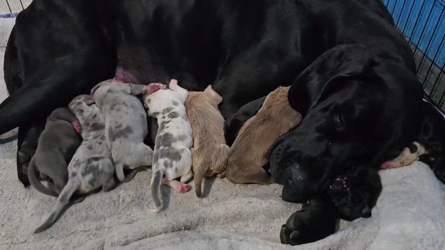 great dane puppies