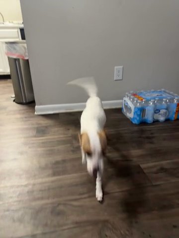 Puppy For Sale