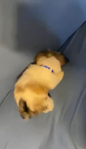 Shih Tzu AKC Puppies In Time For Christmas!