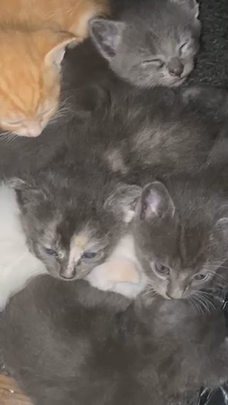 MULTI COLOR RAGDOLL KITTENS