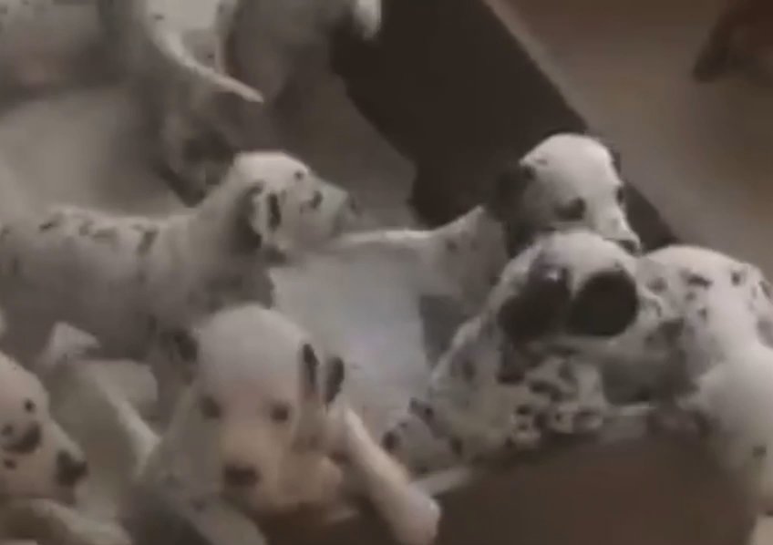 Dalmatians breeds for sell