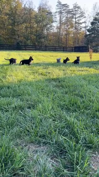 AKC German Shepherd Puppies 8 Weeks
