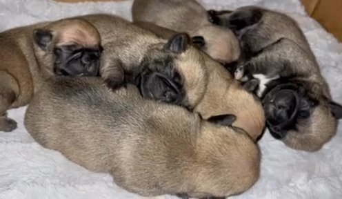 Pug Puppies