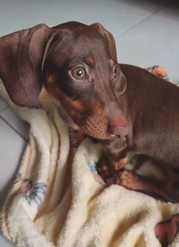 Dachshund Mini Female Choco & Tan