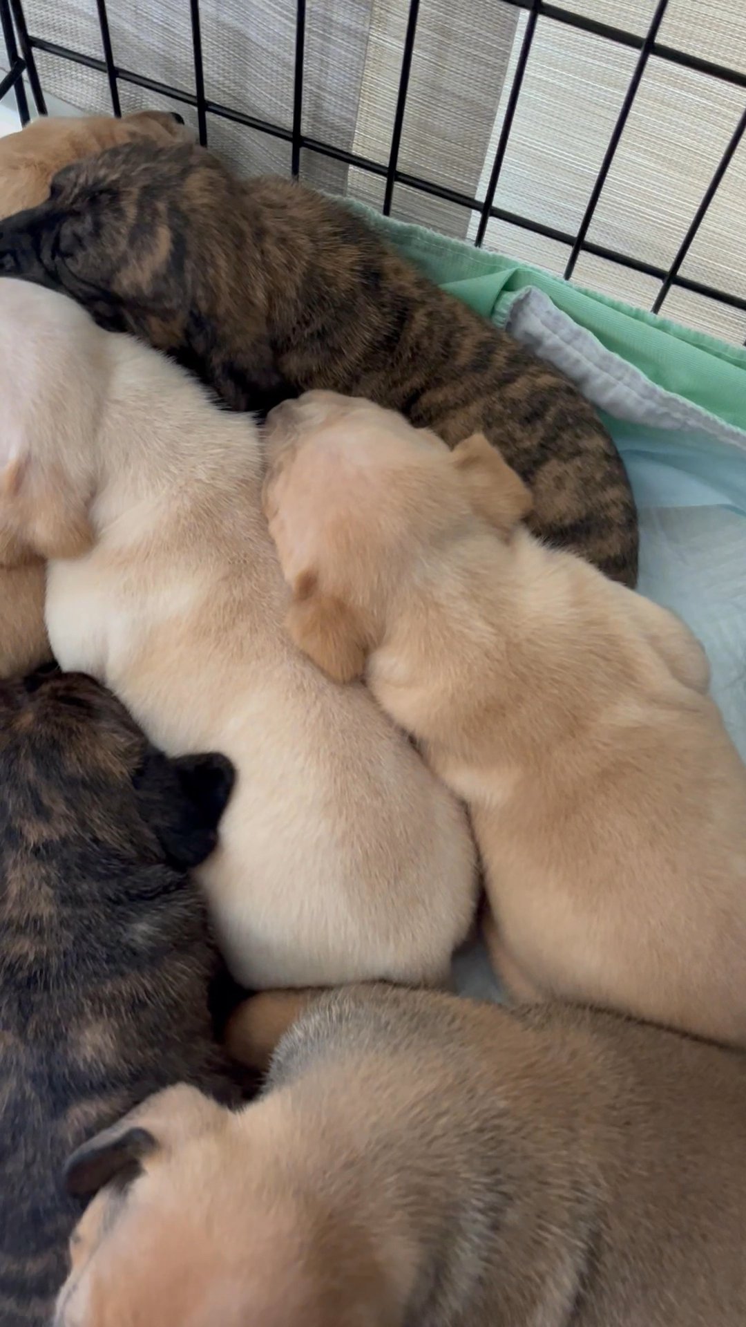 Loving cuddly puppies
