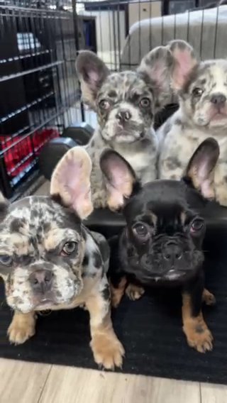 Female Akc Frenchie