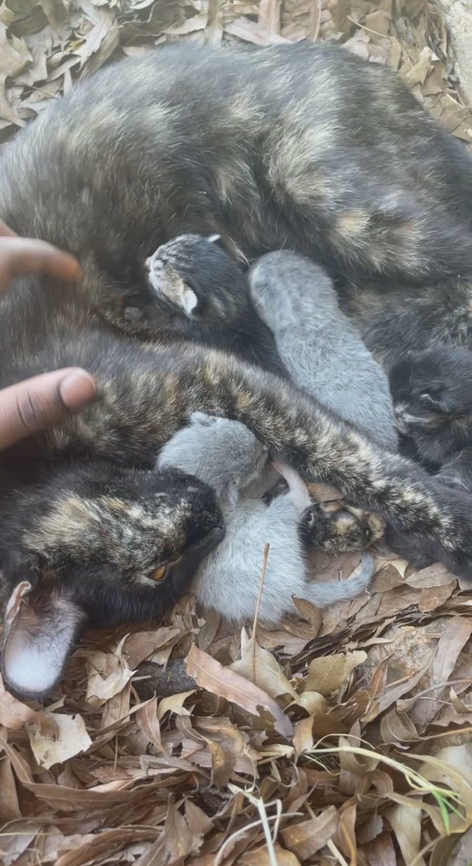 tortoiseshell kittens for sale!