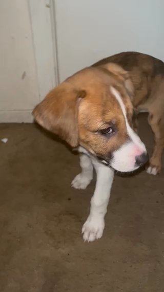 Pitbull Border Collie Mix