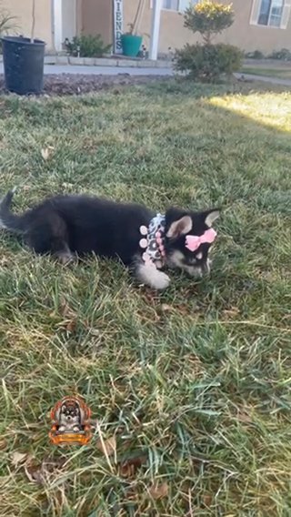 Amaya the Pomsky enjoying the outdoors in Los Angeles, California