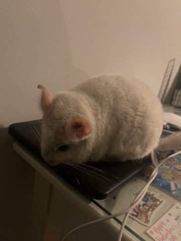 Pink White Chinchilla