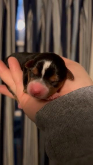 SOLD—AKC Female Yorkie