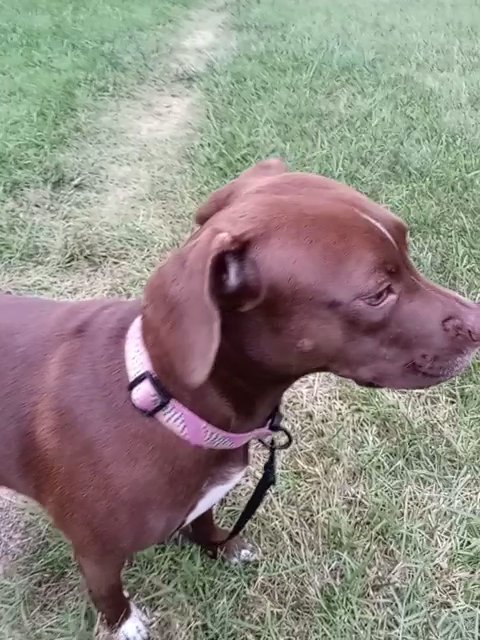 chocolate lab and terrier mix