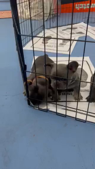 French Bulldog Pups