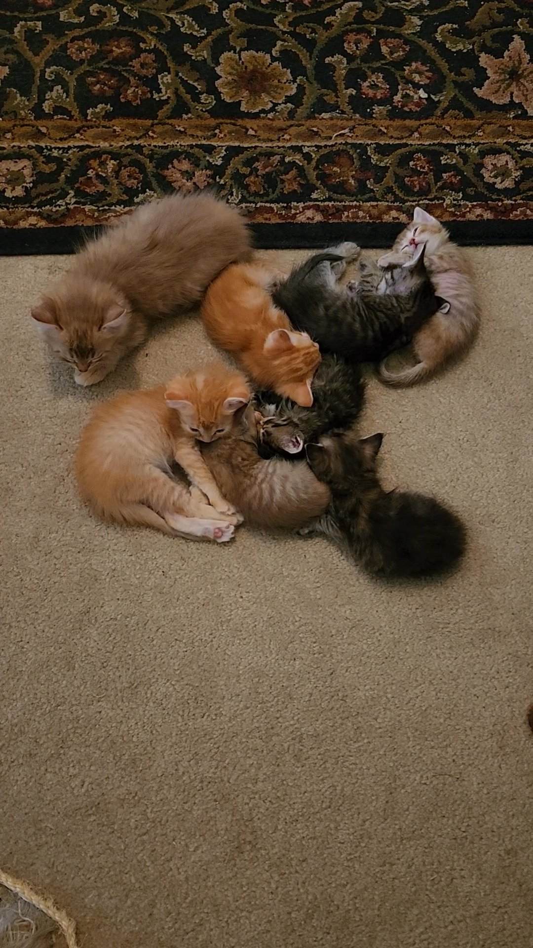 Pile of cats
