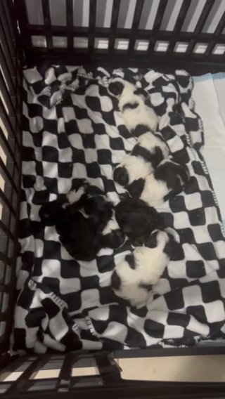 Shih Tzu Puppies
