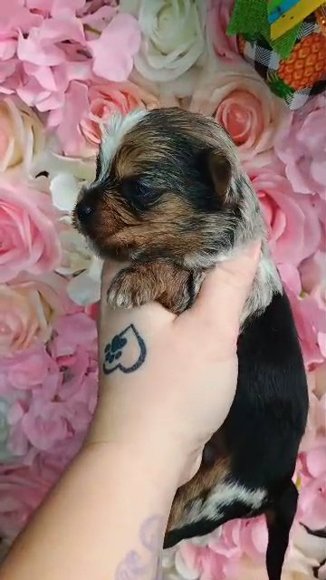 ?SOLD??READY CHRISTMAS WEEK?Vivid Merle Male Yorkie