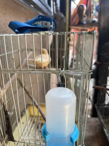 Bird For Sale :)