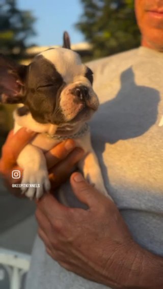Luka Doncic Pied Male French Bulldog Puppy