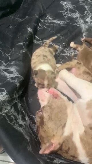 Micro Bully Puppy