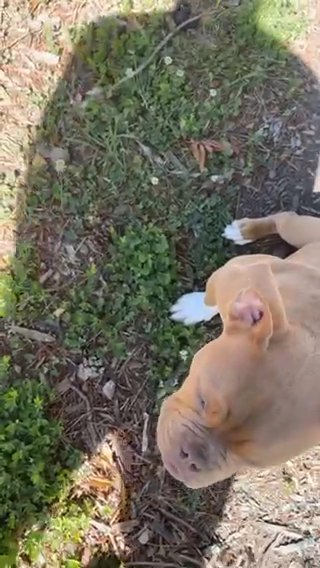 Deuce The Bully