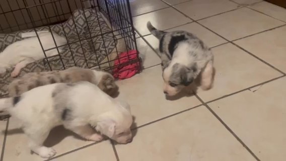 Mini Australian Shepherds