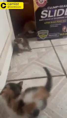 Kittins